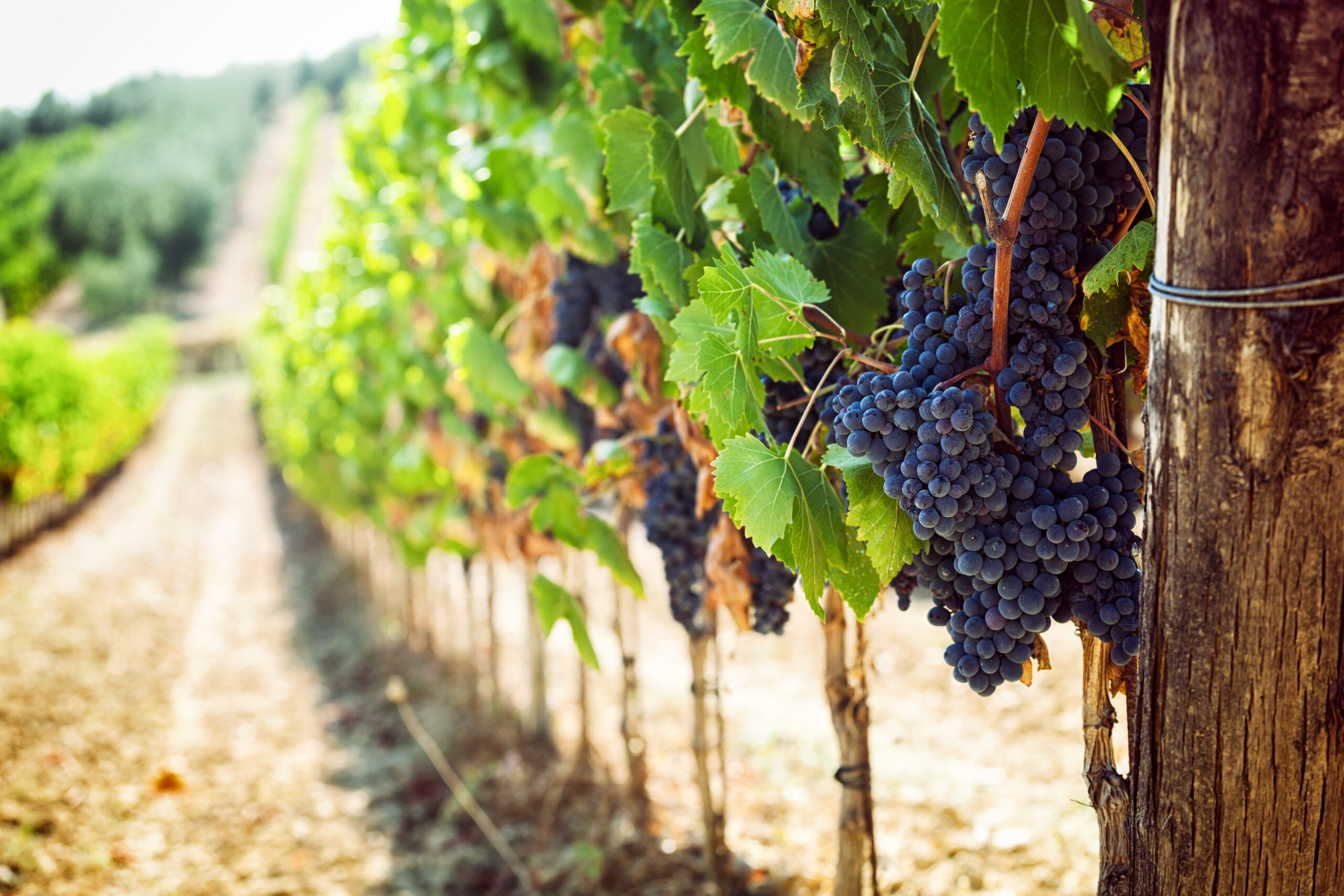 Visite du vignoble