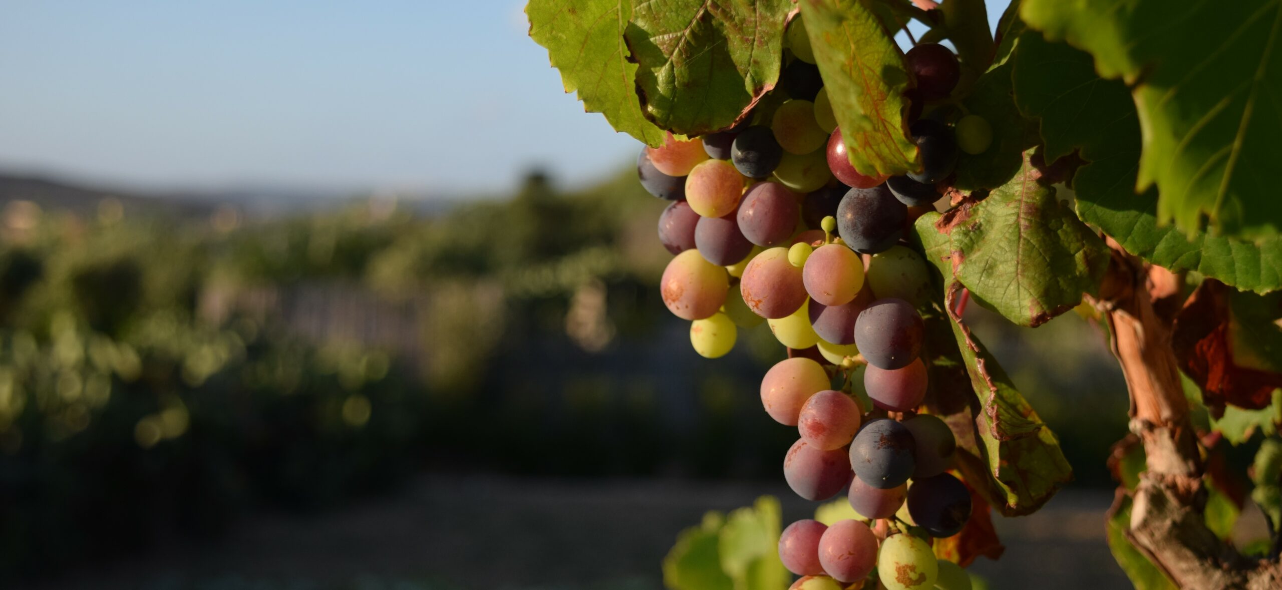 Achat de vin d'un domaine Pomerol